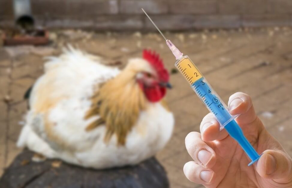 Tavuk Hastalıkları İçin Aşı Yapımı